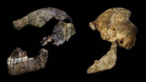 Homo naledi 1