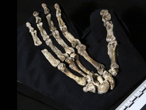 Homo naledi 5