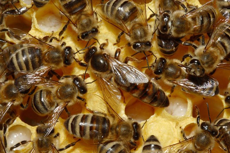 Incrementan producción de abejas reinas en Manzanillo Incrementan producción de abejas reinas en Manzanillo