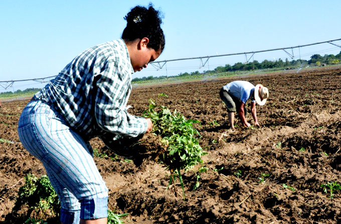 Crece incorporación de la mujer a producción de alimentos Crece incorporación de la mujer a producción de alimentos