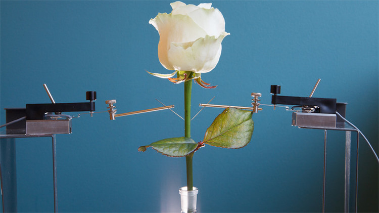 Den la bienvenida a las primeras flores electrónicas del mundo Den la bienvenida a las primeras flores electrónicas del mundo