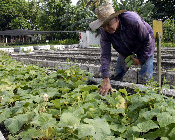 Más de un millón de cubanos vinculados a la Agricultura Urbana Más de un millón de cubanos vinculados a la Agricultura Urbana