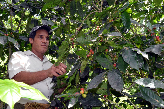 Producción cafetalera, Granma