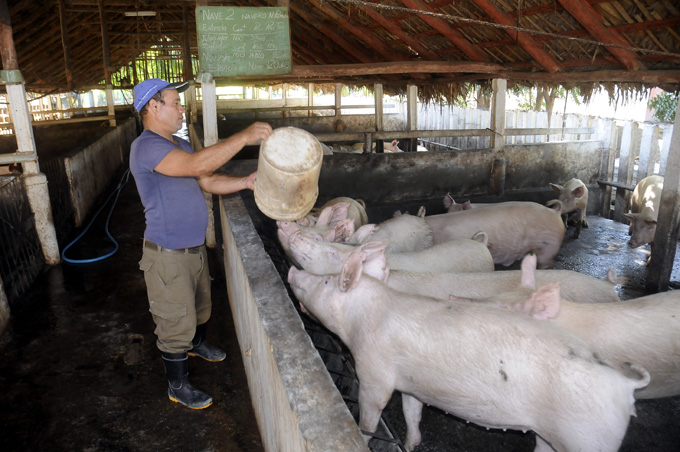 Exceden plan de producción de carne porcina en Granma Exceden plan de producción de carne porcina en Granma