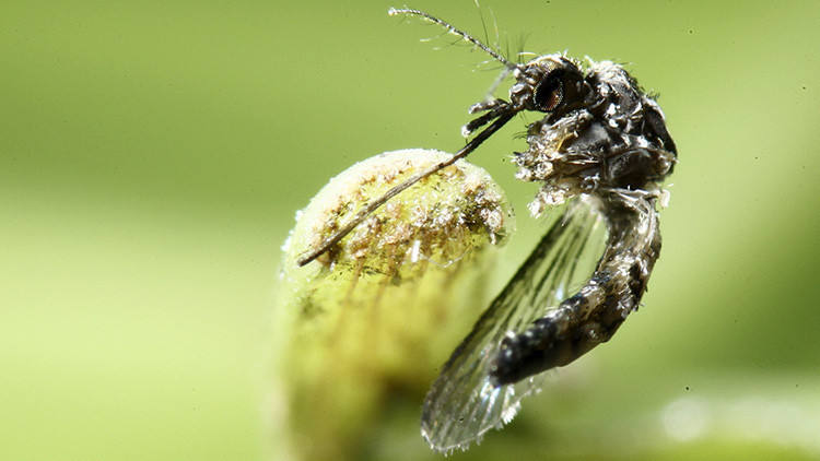 El mosquito Aedes aegypti transmisor del zika