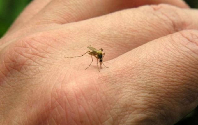 Combate, vigilancia y atención, estrategia para enfrentar al zika Combate, vigilancia y atención, estrategia para enfrentar al zika