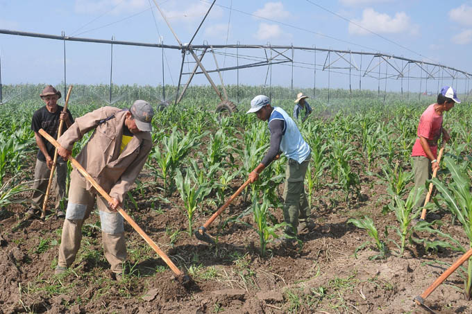 Destaca por excelentes resultados Empresa agropecuaria Jiguaní, en Granma Destaca por excelentes resultados Empresa agropecuaria Jiguaní, en Granma