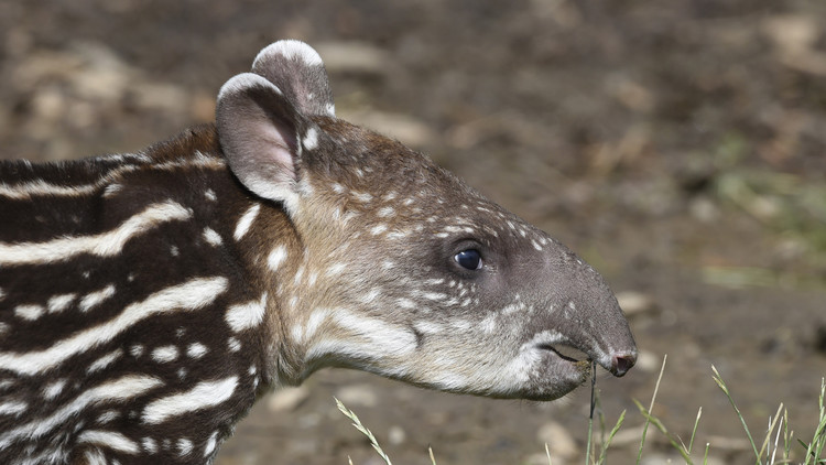 Tapir