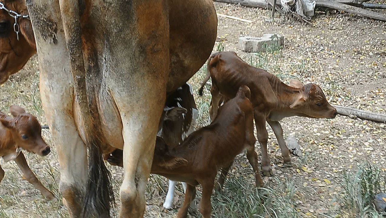Vaca cubana pare cuatro terneros 1