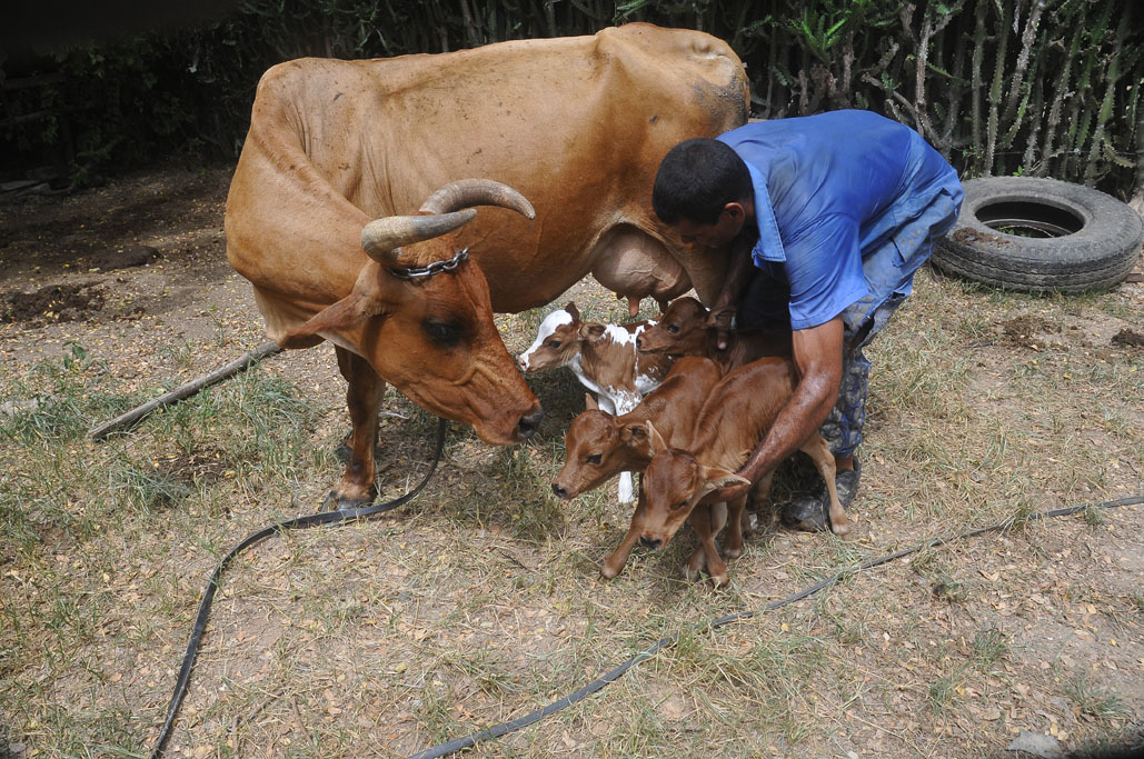 Vaca cubana pare cuatro terneros 3