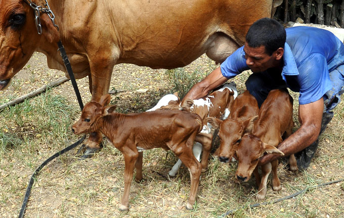 Vaca cubana pare cuatro terneros 6