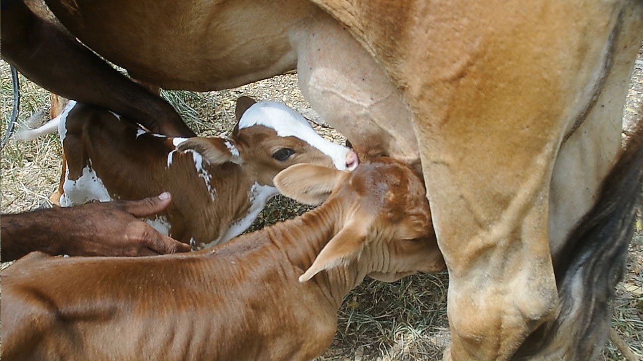 Vaca cubana pare cuatro terneros 7