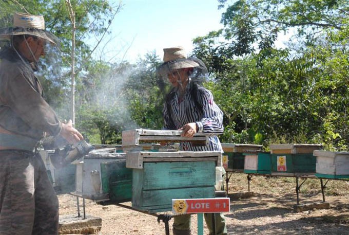 apicultura cuba