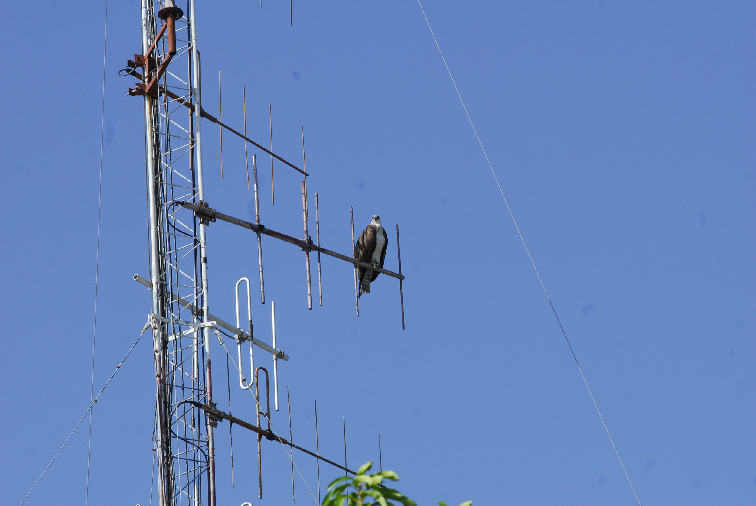 Águila en Bayamo 2