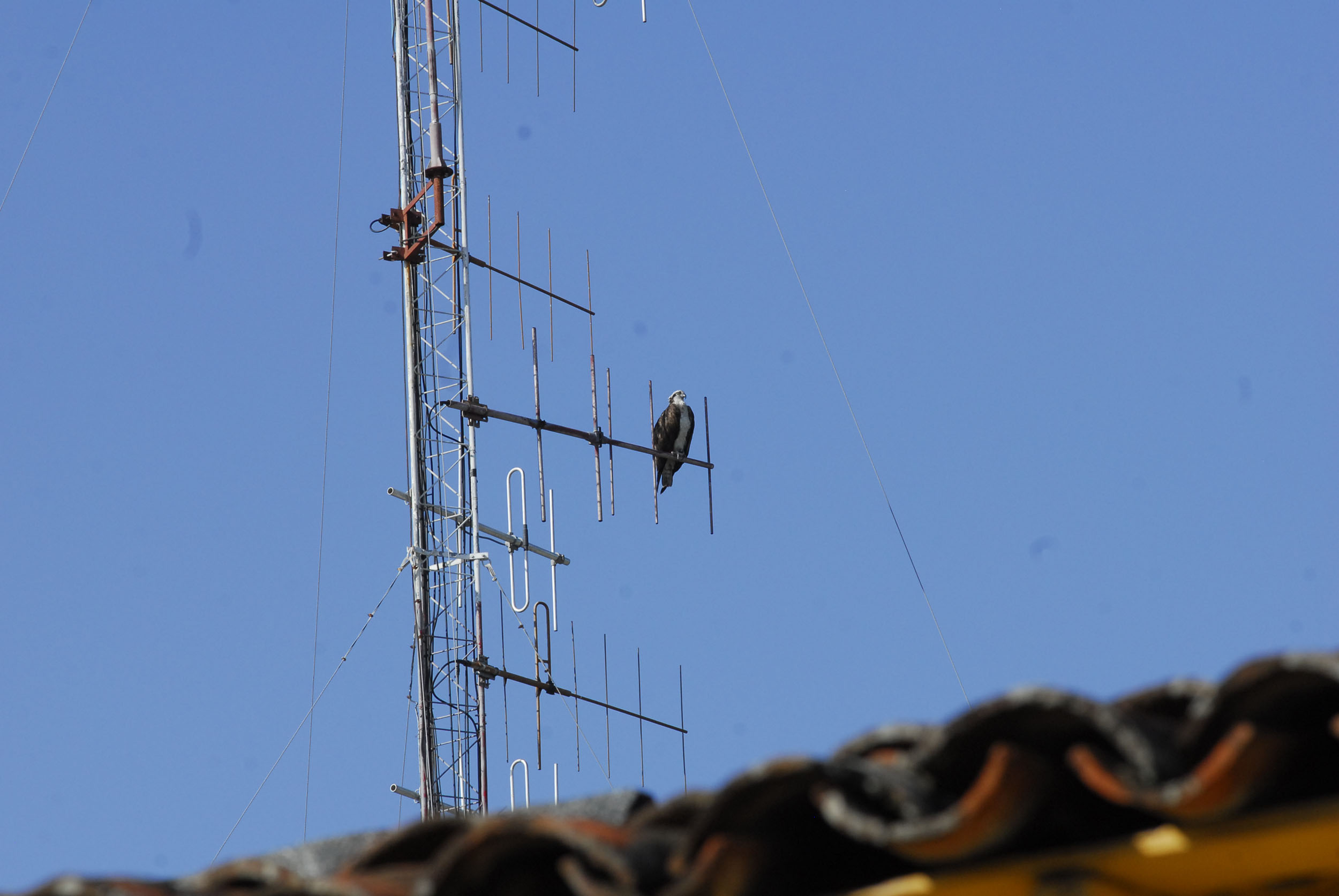 Águila en Bayamo 3