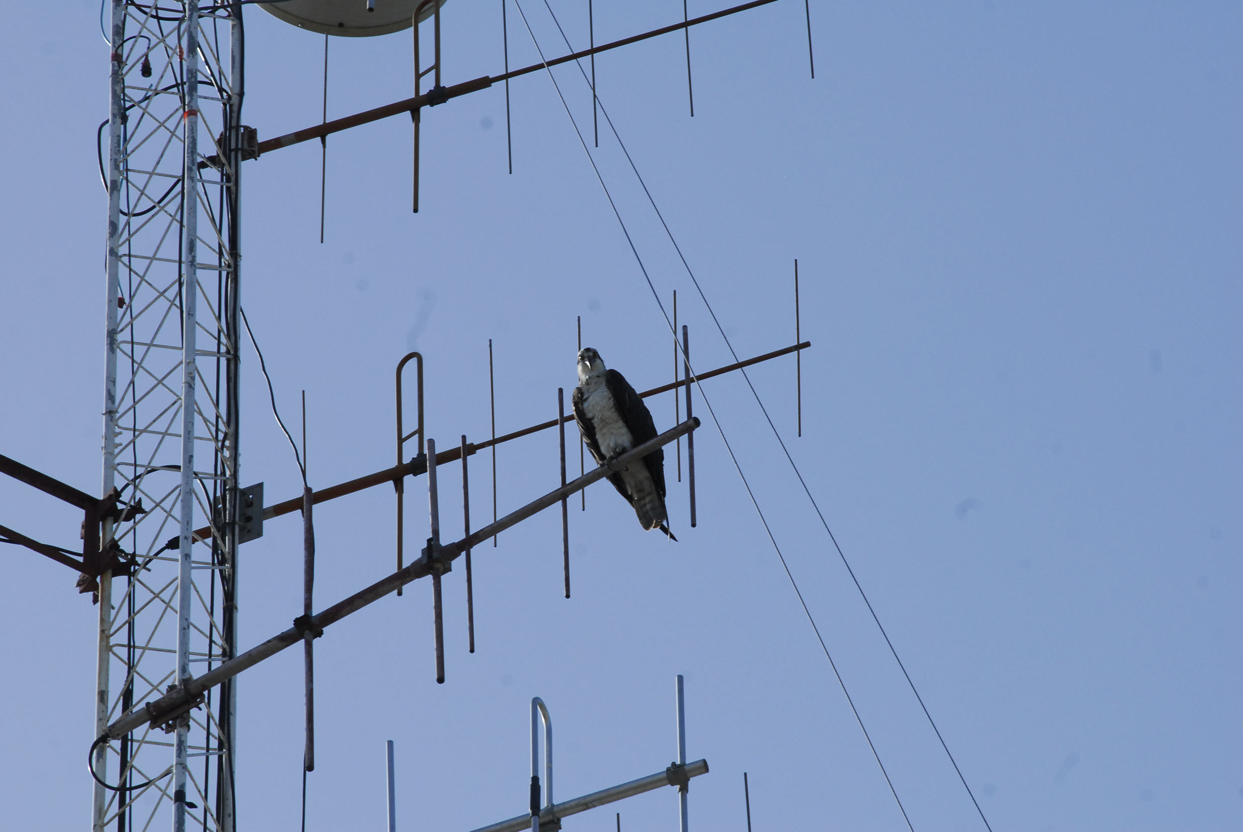 Águila en Bayamo 4