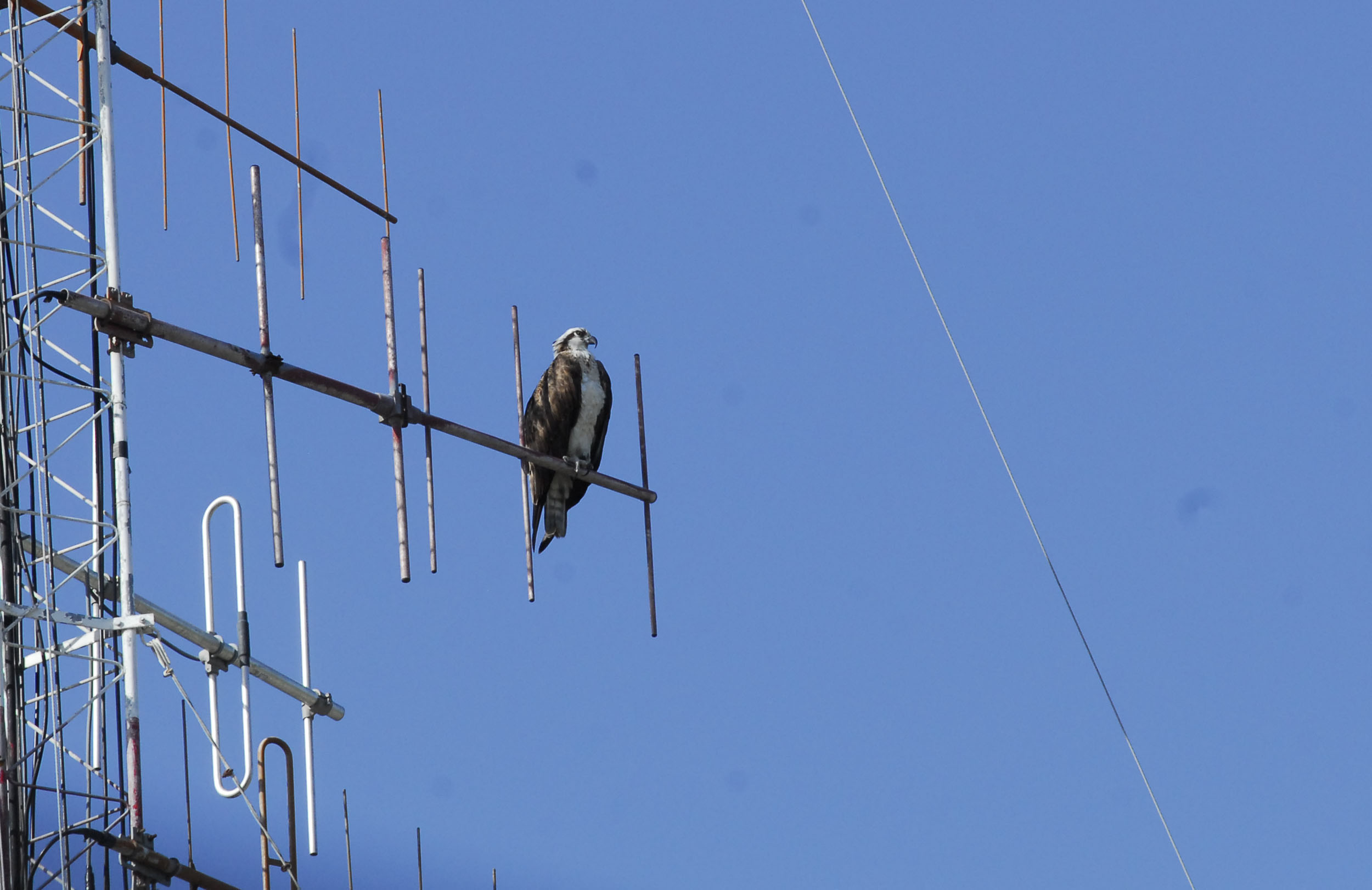 Águila en Bayamo 5