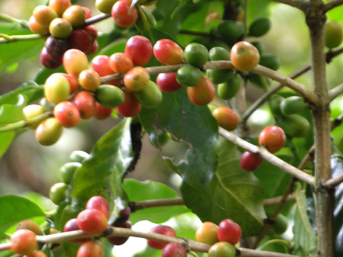 Café