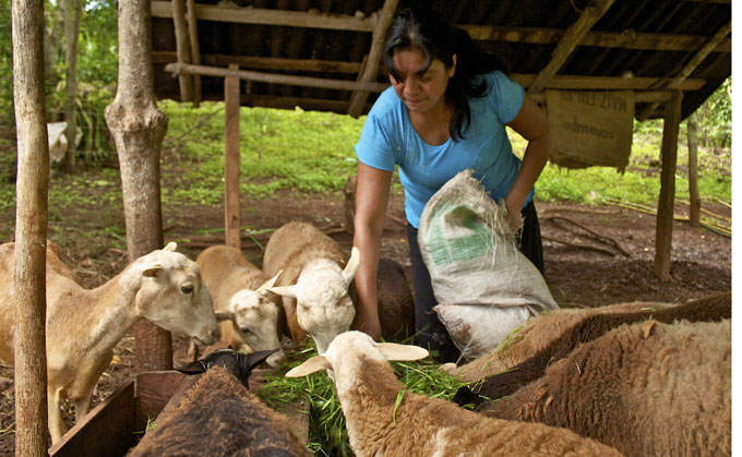 Mujeres aportan mitad de producción mundial de alimentos Mujeres aportan mitad de producción mundial de alimentos