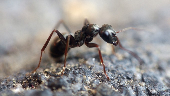 hormigaLepisiota canescens