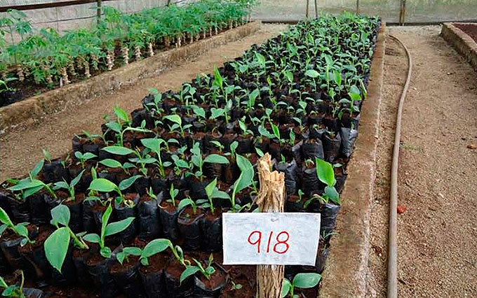 Alcances científicos de la agricultura cubana en 2016 Alcances científicos de la agricultura cubana en 2016