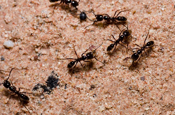 hormigas-1