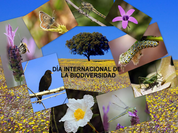 Celebra la FAO Día Internacional de la Diversidad Biológica Celebra la FAO Día Internacional de la Diversidad Biológica