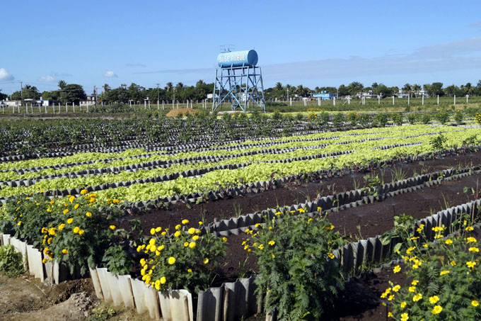 Técnicos agrícolas y forestales de Granma empeñados en producir más Técnicos agrícolas y forestales de Granma empeñados en producir más