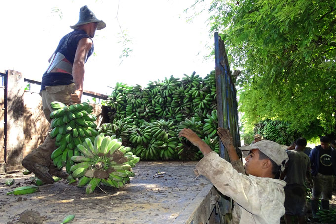 Trabajan para recuperar cultivo del plátano en Granma Trabajan para recuperar cultivo del plátano en Granma