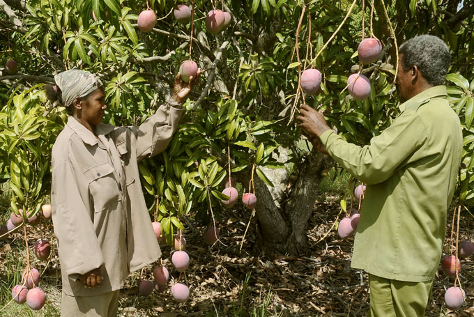 Buscan en Cuba incrementos en los rendimientos frutales Buscan en Cuba incrementos en los rendimientos frutales