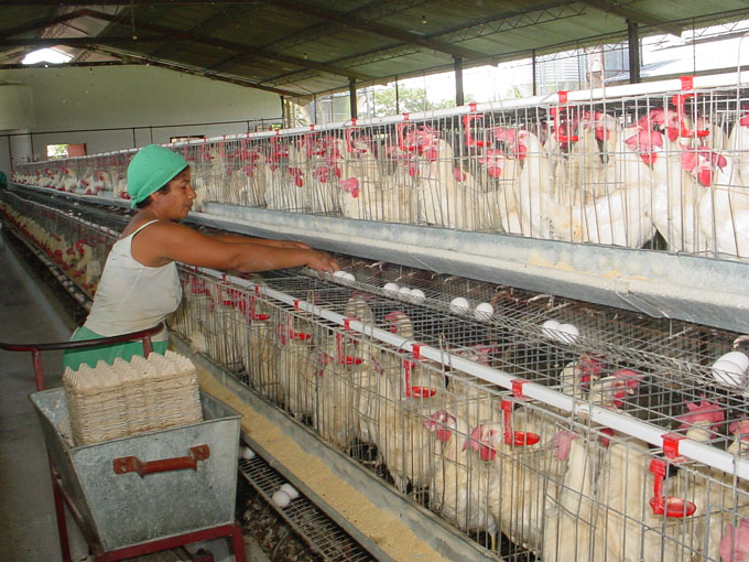 Agricultores trabajan para crecer en producción de alimentos Agricultores trabajan para crecer en producción de alimentos