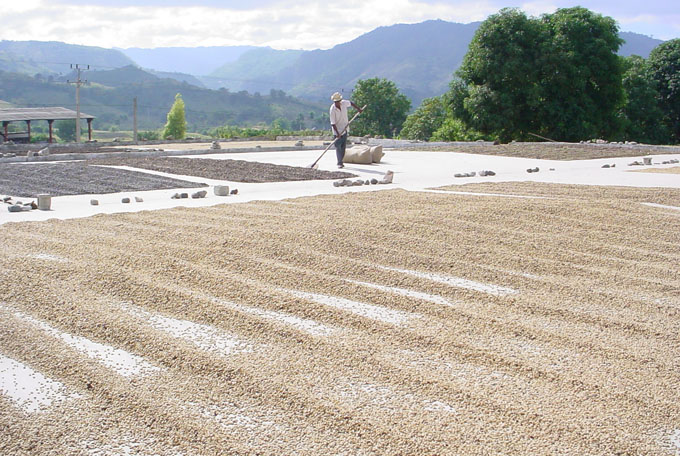 Adelantan programa cafetalero en Granma Adelantan programa cafetalero en Granma