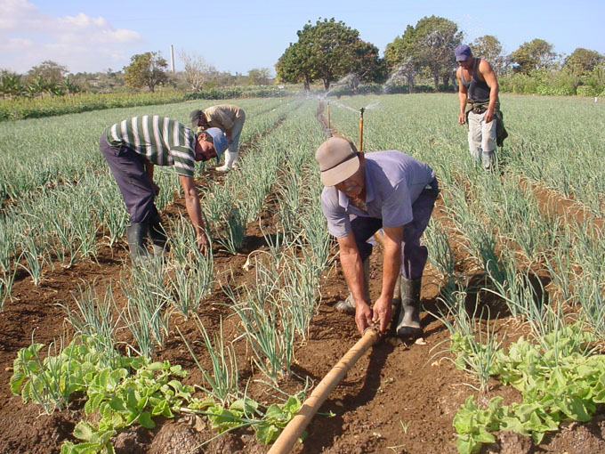 Incrementan quehacer productivo en Granma Incrementan quehacer productivo en Granma