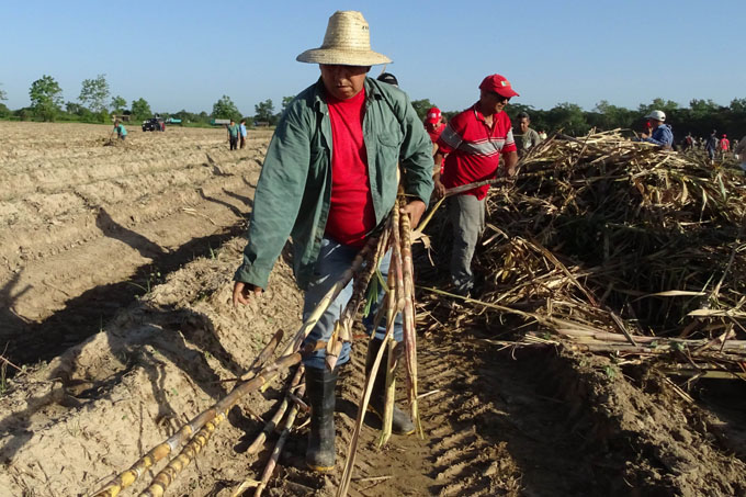 Primeros en cumplir siembra de caña en Granma Primeros en cumplir siembra de caña en Granma
