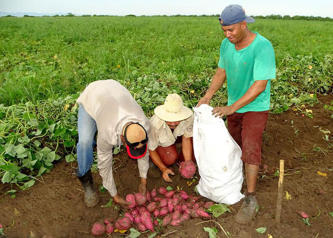 Granma moviliza fuerzas para producir más alimentos (+ fotos) Granma moviliza fuerzas para producir más alimentos (+ fotos)