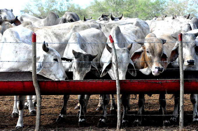¿Conoce los principales resultados de la biotecnología agropecuaria cubana? ¿Conoce los principales resultados de la biotecnología agropecuaria cubana?