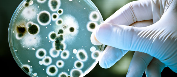 Inicia hoy en Cuba IX Congreso de Microbiología y Parasitología Inicia hoy en Cuba IX Congreso de Microbiología y Parasitología