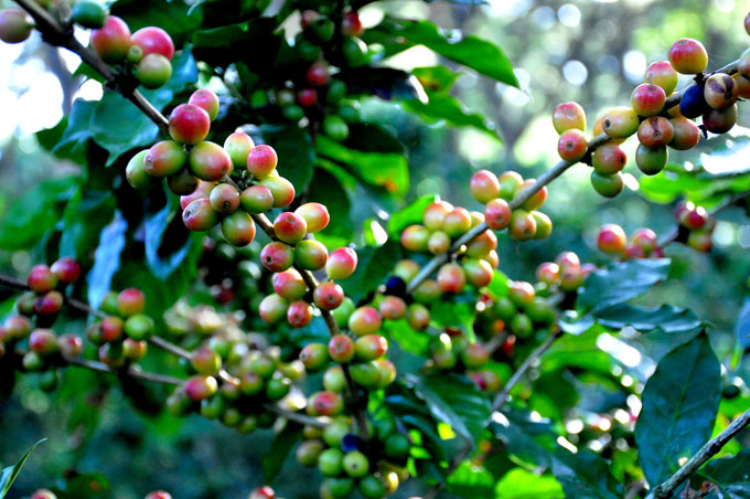 Favorable cosecha cafetalera en Granma Favorable cosecha cafetalera en Granma