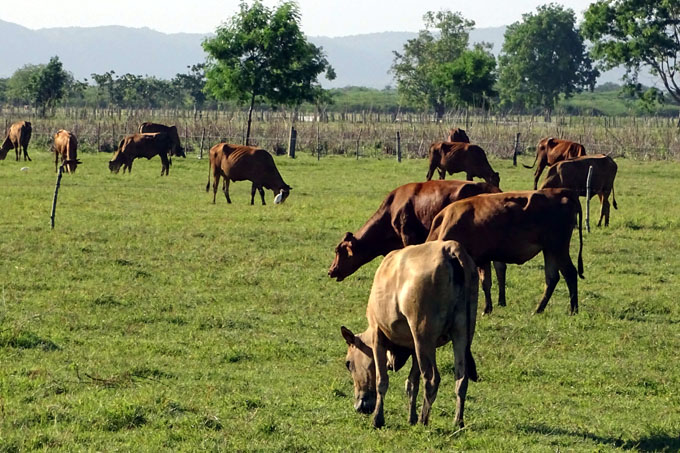 Autoridades cubanas buscan nuevas estrategias en la agricultura Autoridades cubanas buscan nuevas estrategias en la agricultura