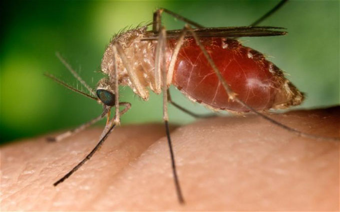 Descubren método para bloquear la malaria en mosquitos Descubren método para bloquear la malaria en mosquitos