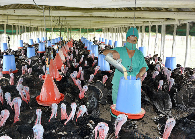Comenzó cría de pavos a dar producción en Granma Comenzó cría de pavos a dar producción en Granma