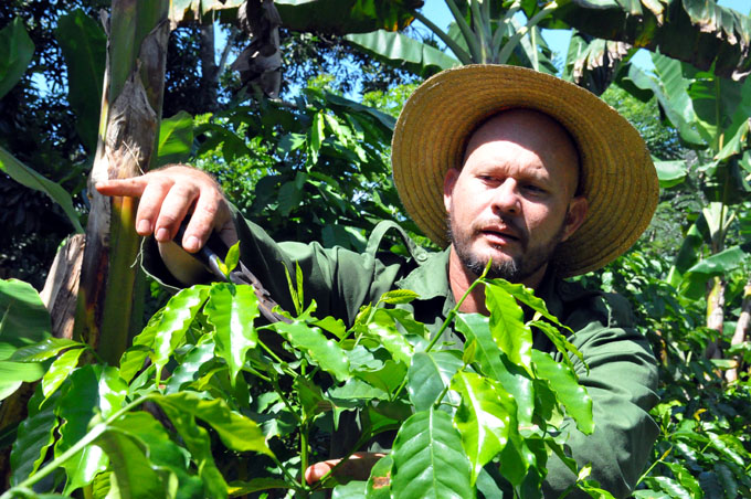 Triunfó el apego al cafetal Triunfó el apego al cafetal