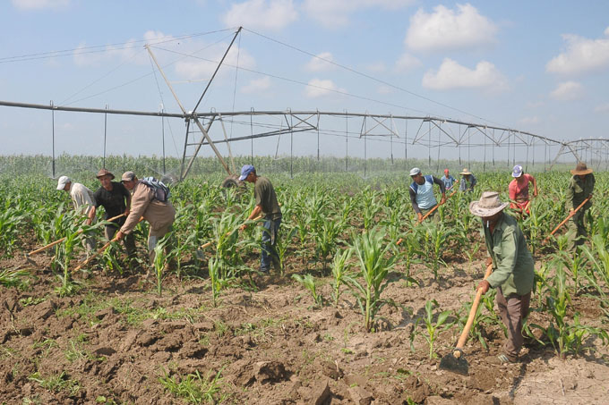 Reconocen avances en Empresa agropecuaria Jiguaní Reconocen avances en Empresa agropecuaria Jiguaní