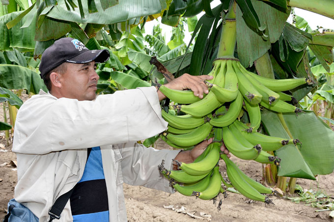 Establecerán compromisos en saludo a la Primera Ley de Reforma Agraria Establecerán compromisos en saludo a la Primera Ley de Reforma Agraria