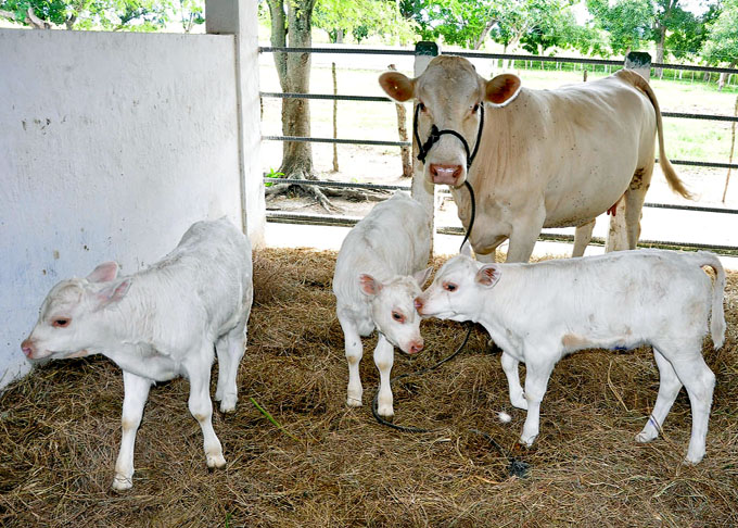 Nacen vacunos por trasplantes de embriones en Jiguaní Nacen vacunos por trasplantes de embriones en Jiguaní
