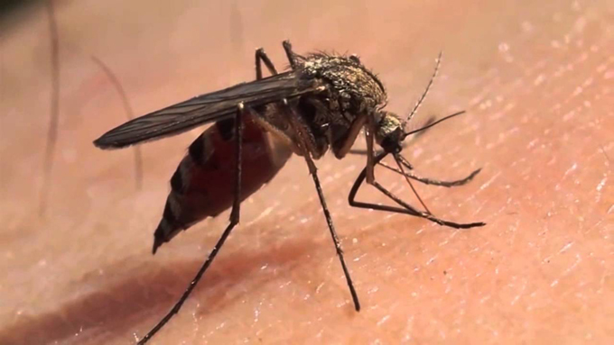 Saliva de mosquitos pudiera ser clave para vacuna contra el Zika Saliva de mosquitos pudiera ser clave para vacuna contra el Zika