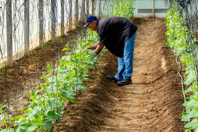 Recuperan Casas de Cultivo Protegido (+ fotos) Recuperan Casas de Cultivo Protegido (+ fotos)