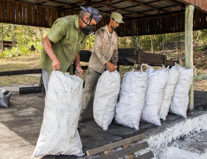 Mantiene demanda en mercado europeo el carbón vegetal de Cuba Mantiene demanda en mercado europeo el carbón vegetal de Cuba
