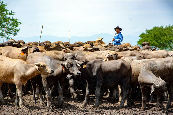 #GranmaEn26: Sobresale empresa agropecuaria Roberto Estévez Ruz (+ fotos) #GranmaEn26: Sobresale empresa agropecuaria Roberto Estévez Ruz (+ fotos)