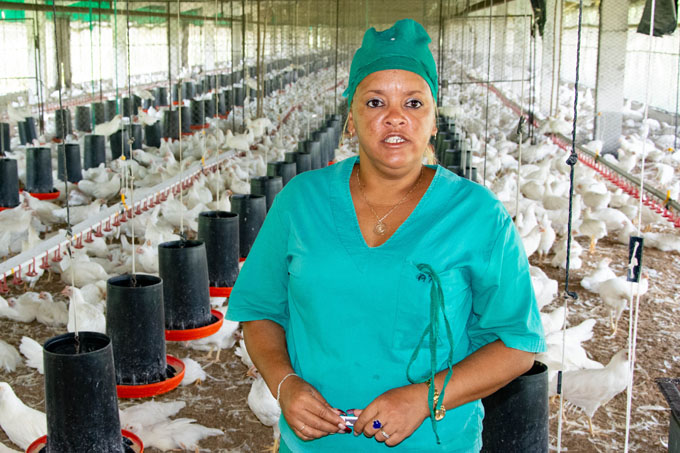 Granma en 26: Unidad Empresarial avícola Mancabo va por más Granma en 26: Unidad Empresarial avícola Mancabo va por más